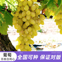 海蒂的花园 葡萄无核白鸡心果树树苗 盆栽苗阳台庭院