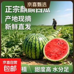 正宗新鲜美都麒麟西瓜甜美皮应季脆甜多汁源头直发新鲜现摘包邮 7-8