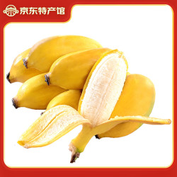 静益乐源 新鲜广西小米蕉  9斤装
