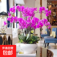 京喜 蝴蝶兰种子易种活当年开花阳台盆栽室内四季播种 蝴蝶兰种子 1包约100粒