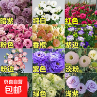 京喜 洋桔梗花种子四季播种易成活开花室内室外盆栽地栽玫瑰花种子 混色洋桔梗种子2000粒+肥料1包