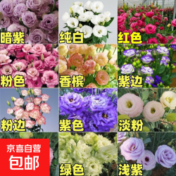 京喜 洋桔梗花种子四季播种易成活开花室内室外盆栽地栽玫瑰花种子 混色洋桔梗种子2000粒+肥料1包