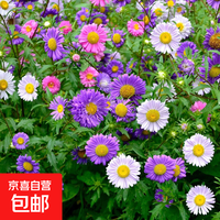 重瓣混色翠菊花种子 今年新籽：粒粒精选20-30粒