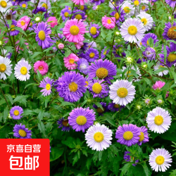 重瓣混色翠菊花种子 今年新籽：粒粒精选20-30粒