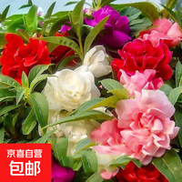 其他家 重瓣混色凤仙花种子 今年新籽：粒粒精选20-30粒