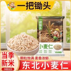 锄头小麦仁新小麦煮粥脱皮新鲜谷物麦子新货食用粗粮250g