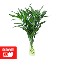 富贵竹水培植物好养易活懒人节节高礼物供佛 10枝70cm左右