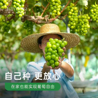 海蒂的花园 葡萄树苗 无核白鸡心 1加仑盆 盆栽