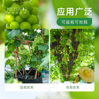 海蒂的花园 葡萄树苗 无核白鸡心 1加仑盆 盆栽