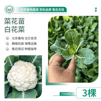 京农研 紫色花菜苗 3棵