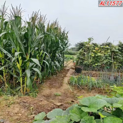 新款室外公园外景直播背景布农村高清公园风景背景布