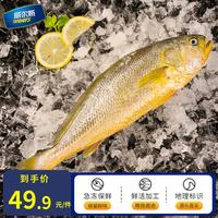 威尔斯（WEIERS）宁德大黄鱼600g 地标认证黄花鱼 深海鱼生鲜鱼类