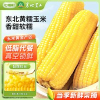 七稻町东北黄糯甜玉米真空装新鲜香甜糯玉米棒代餐大棒整支3支装