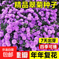 京东 重瓣翠菊花种子四季开花驱蚊阳台庭院种植盆栽花卉绿植蔬菜种子 重瓣混色翠菊 当年新籽 粒精选20