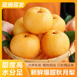 雪芬 秋月梨新鲜脆甜多汁 现摘现发 净含量4.5斤（单果300g+）