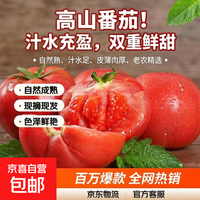 京东 低脂高山西红柿水果番茄可生吃新鲜蔬菜生鲜产地直发 山东西红柿带箱6斤 5.7斤 净重