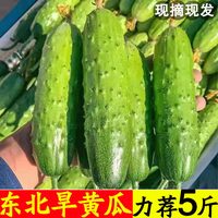 移动端：新鲜现摘水果小黄瓜东北旱黄瓜生吃孕妇蔬菜脆嫩青瓜5斤整箱包邮