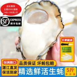 鲜甚妙 湛江生蚝鲜活广东新鲜海鲜水产特大带壳牡蛎保活净重5斤