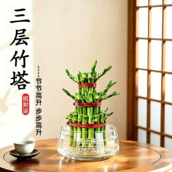 京东 绿有意竹塔节高富贵竹水培室内盆栽花卉植物转运发财竹办公室净化空气 精品3层竹塔 禁止焦虑玻璃水培盆