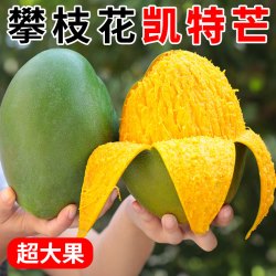 津果 四川攀枝花凯特芒大芒果新鲜5斤应季水果大青皮甜心芒果整箱包邮