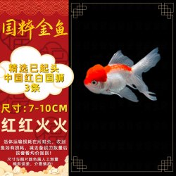 金鱼兰寿金鱼 黄金锦鲤泰狮活鱼红狮子头国狮金鱼淡水冷水鱼