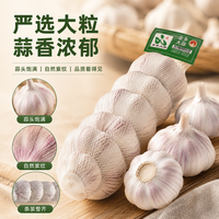 金乡大蒜 紫皮干蒜 5-5.5cm 3条装净重660g+