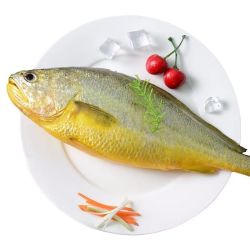 新鲜特大黄鱼500g-600g*1条