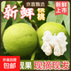 京喜加 2026年河北新鲜现摘带青皮湿核桃薄皮嫩核桃生核桃批发 带箱1斤（不送夹子） 2026新货-送小刀