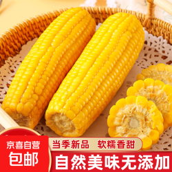 东北黄糯玉米真空包装速食玉米软糯香甜代餐小棒140g-180g 3根装