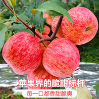山姆伯伯 烟台红富士苹果 70-80mm* 净4.5斤*