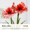 虹越 阿弗雷朱顶红种球 南非 1颗装