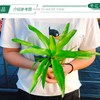 繁花 积水凤梨 水陆生态缸造景盆栽