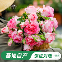 海蒂的花园 月季玫瑰花盆栽蓝色阴雨粉色龙沙宝石藤本月季小苗好养花苗秧苗 瑞典女王1加仑盆 含盆