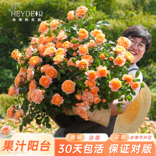 海蒂的花园 月季玫瑰花盆栽蓝色阴雨粉色龙沙宝石藤本月季小苗好养花苗秧苗 果汁阳台1加仑盆 含盆