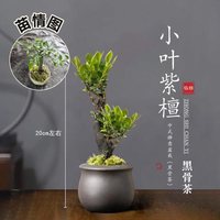 临雅 小叶紫檀盆景 老桩 盆栽