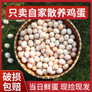 我老家 10-50枚山林散养土鸡蛋新鲜正宗农家笨鸡蛋五谷喂养谷物蛋鲜鸡蛋T