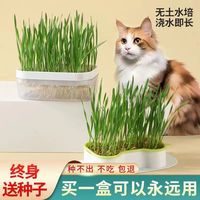 水培猫草种植套装天然种子去毛球猫咪用品猫草排毛猫草宠物食品