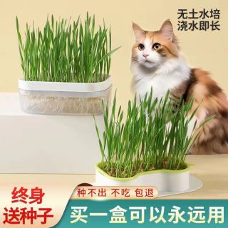 水培猫草种植套装天然种子去毛球猫咪用品猫草排毛猫草宠物食品