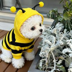 阿莫尔 狗狗衣服秋冬季可爱蜜蜂防掉毛泰迪比熊柴犬宠物猫咪冬天带帽卫衣