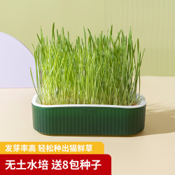 猫零食无土水培猫草盒懒人猫草优质小麦种子猫草盆栽盒子猫咪用品