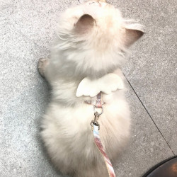 阿莫尔 猫咪牵引绳溜猫绳背心式防挣脱狗狗牵引绳外出专用胸背带宠物用品