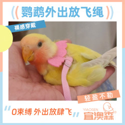 鹦鹉放飞防咬外出遛鸟绳八哥乌鸦玄凤虎皮牡丹训练飞行脚链脚环绳