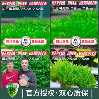 黑蜗牛莫斯新手阴性类大小三角垂泪趴地火焰净化硝化活菌