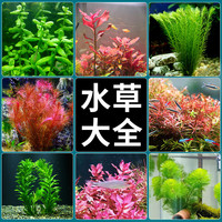 宠小帅 鱼缸造景水草懒人套餐铁坨草沉木水族箱易养阴性增氧生态植物造景