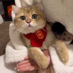 猫咪狗宠物围脖针织保暖红色围巾 好寓意创意手工围脖