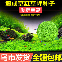 鱼缸水草种子造景植物活净水装饰牛毛草种子净化水质水草种籽套餐