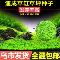 鱼缸水草种子造景植物活净水装饰牛毛草种子净化水质水草种籽套餐