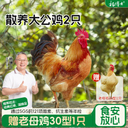 杨博士 食安放心杨博士土鸡散养嫩农场直供