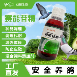 益橙赛能苷精种鸽调理代谢增强体质防止应激