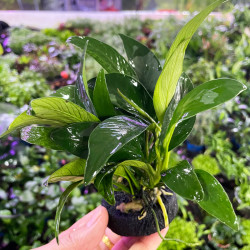 鱼缸造景水草坨草水榕植物真水草好养易活古法养鱼缸耐养水下植物